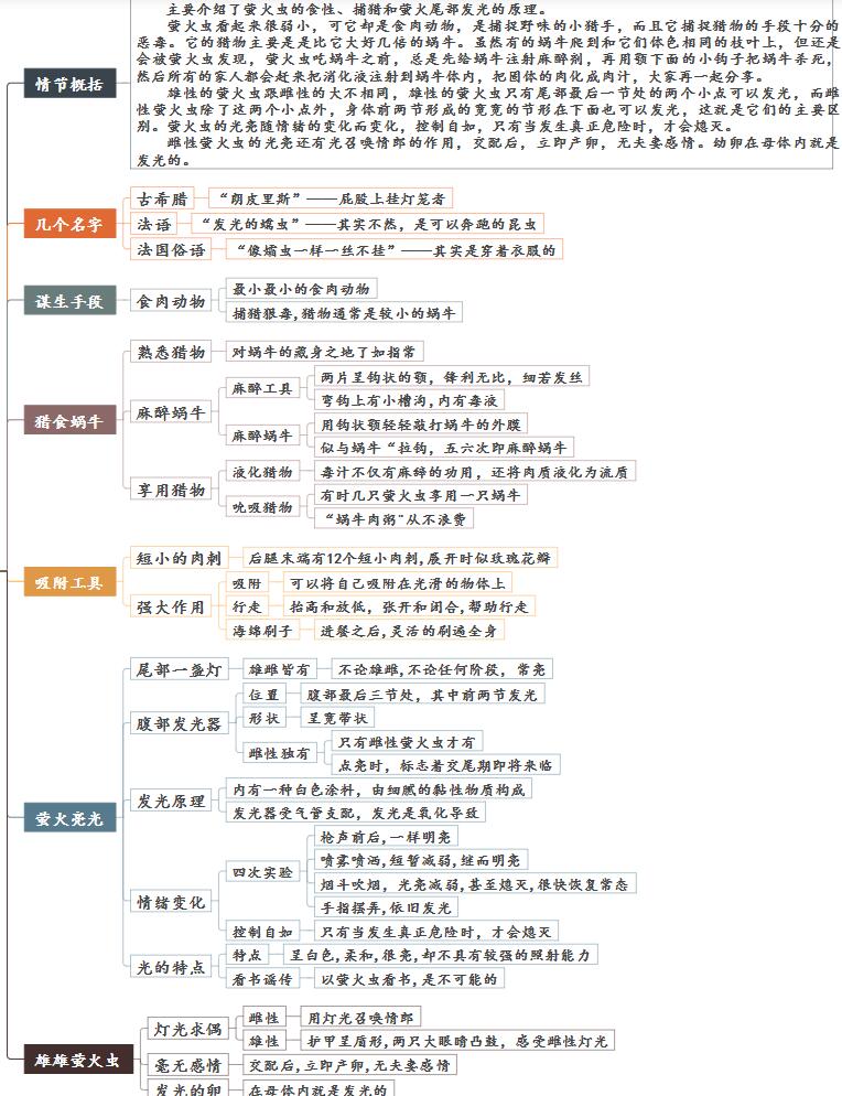 绘制萤火虫的思维导图图片